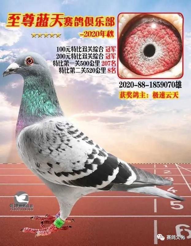 910鸽