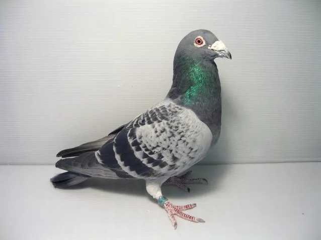 aa0c84d8-e0e2-404b-a8bd-0260766bd919