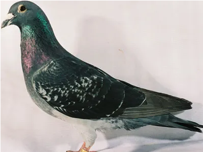 69330c0c-2df7-49ad-8f77-b2aebfd47945