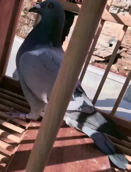 436e2f2d-195c-4575-96fd-216119cdf025