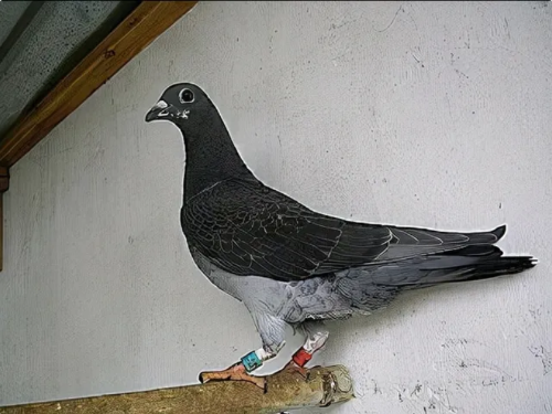 5df504f0-1e11-4d49-8e16-fde0c63a5ecb 5df504f0-1e11-4d49-8e16-fde0c63a5ecb