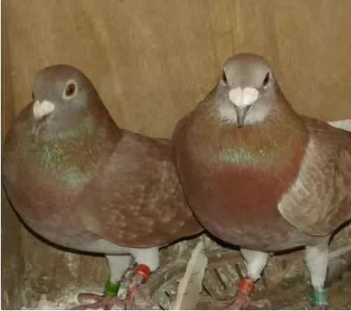 e93e5fed-0188-4ec1-ab43-480515356e38