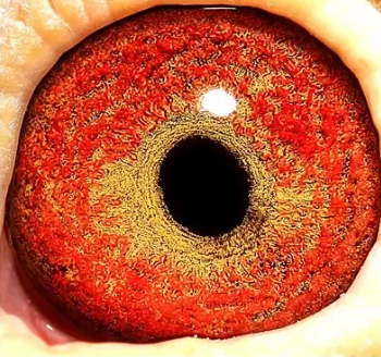 c55ca4b5-1521-4886-80e0-e787d55da245